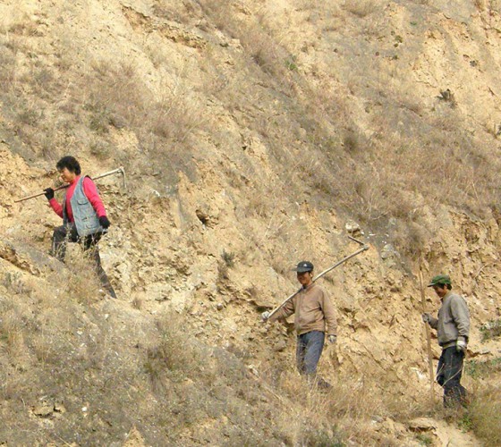 雖沒(méi)有十里桃林，漫山遍野的灼灼芳華。但我們有萬(wàn)畝國(guó)家級(jí)標(biāo)準(zhǔn)化油橄欖種植示范基地，漫山遍野，香氣撲鼻。畝是中國(guó)市制土地面積單位，一畝等于六十平..